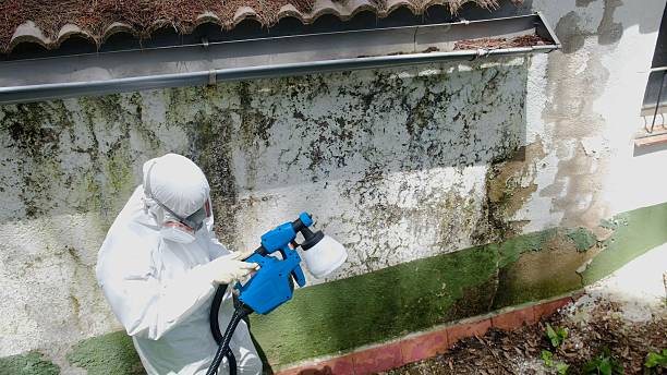 Top rated local Crawl Space Mold Remediation specialists in Baroda, MI
